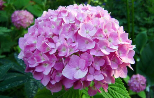 Pink Hydrangea