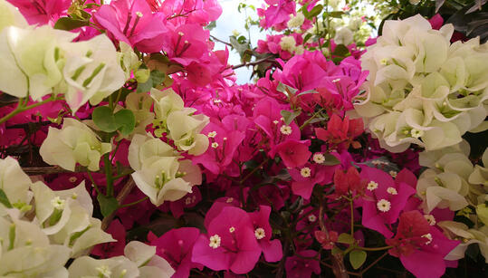 Bougainvillea