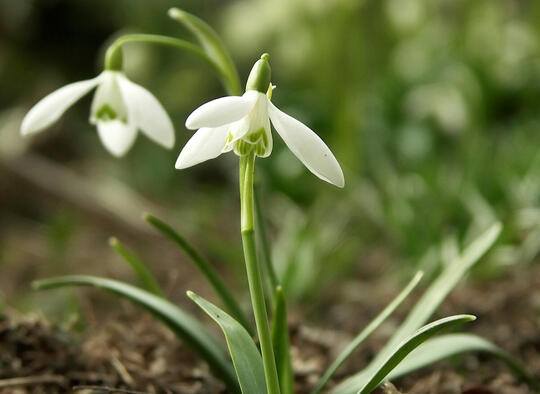 Snow Drop