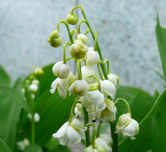 Lily of the Valley