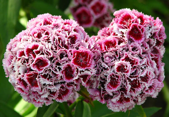 Sweet William