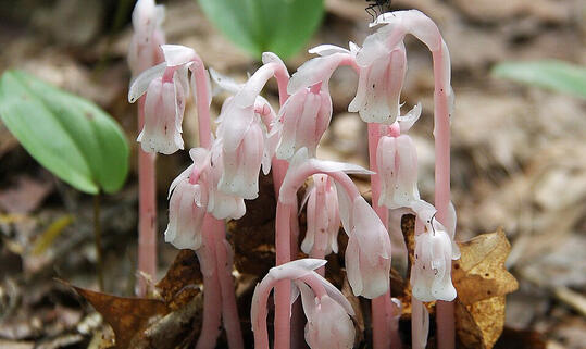 https://en.wikipedia.org/wiki/Monotropa_uniflora